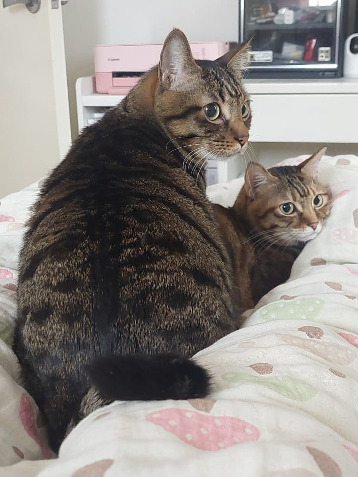 田園踏單車風格