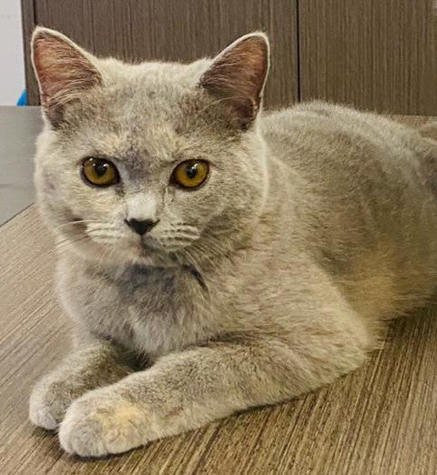 維多利亞人像風格 (男士)